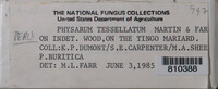 Physarum tesselatum image